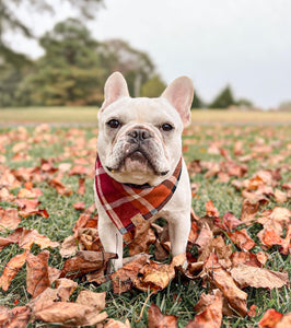 cinnamon spice flannel dog bandana