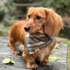 caramel apple flannel dog bandana