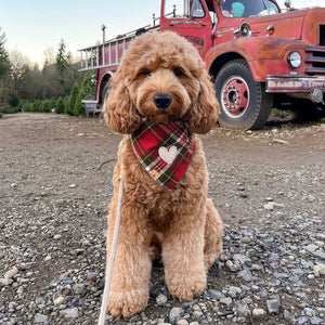 holiday plaid letterman dog bandana