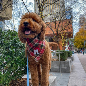 holiday plaid letterman dog bandana