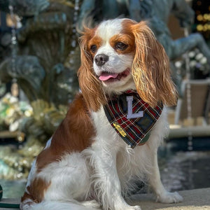 cottonwood plaid dog bandana