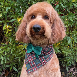 cottonwood plaid dog bandana