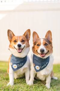 personalized jovie dog bandana