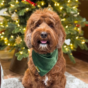 royal spruce green velvet dog bandana