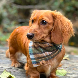 caramel apple flannel dog bandana