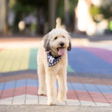 Load image into Gallery viewer, stargazer letterman dog bandana
