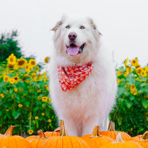 autumn's warmth dog bandana