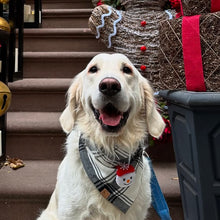 Load image into Gallery viewer, LAST CHANCE! ugly sweater asher plaid dog bandana
