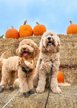 Load image into Gallery viewer, caramel pop letterman dog bandana
