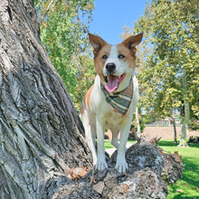 Load image into Gallery viewer, caramel apple flannel dog bandana
