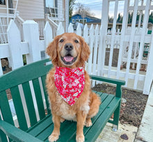 Load image into Gallery viewer, LNY cherry blossom dog bandana
