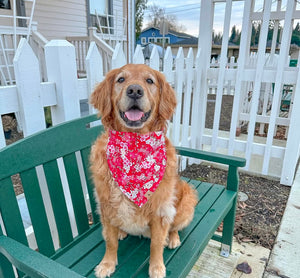 LNY cherry blossom dog bandana