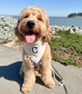 wimborne flannel letterman dog bandana