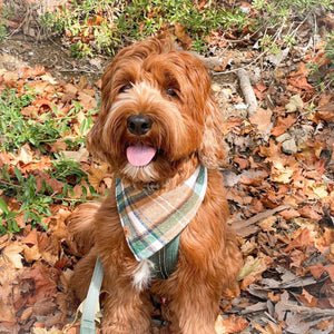 caramel apple flannel dog bandana