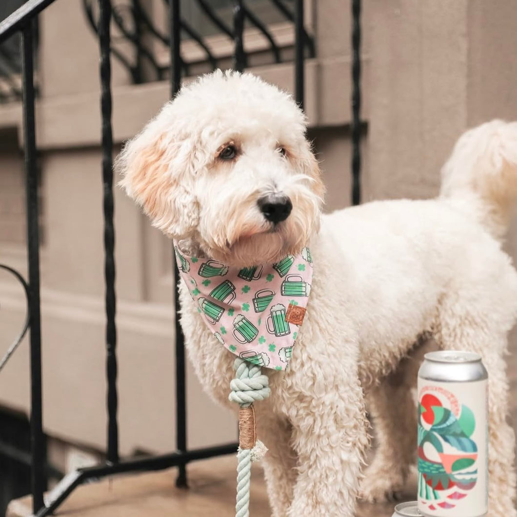 LAST CHANCE! beers and cheers dog bandana (S, and M only)