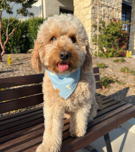 daisy blooms dog bandana