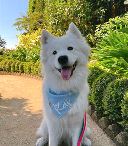 daisy blooms dog bandana