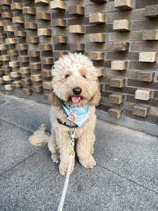 daisy blooms dog bandana