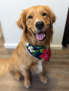 paradise pup dog bandana