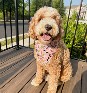 LAST CHANCE! osaka delights dog bandana