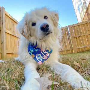 midnight circus dog bandana