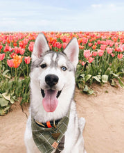 Load image into Gallery viewer, juniper plaid dog bandana
