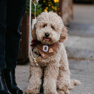 LAST CHANCE! snickerdoodle letterman dog bandana